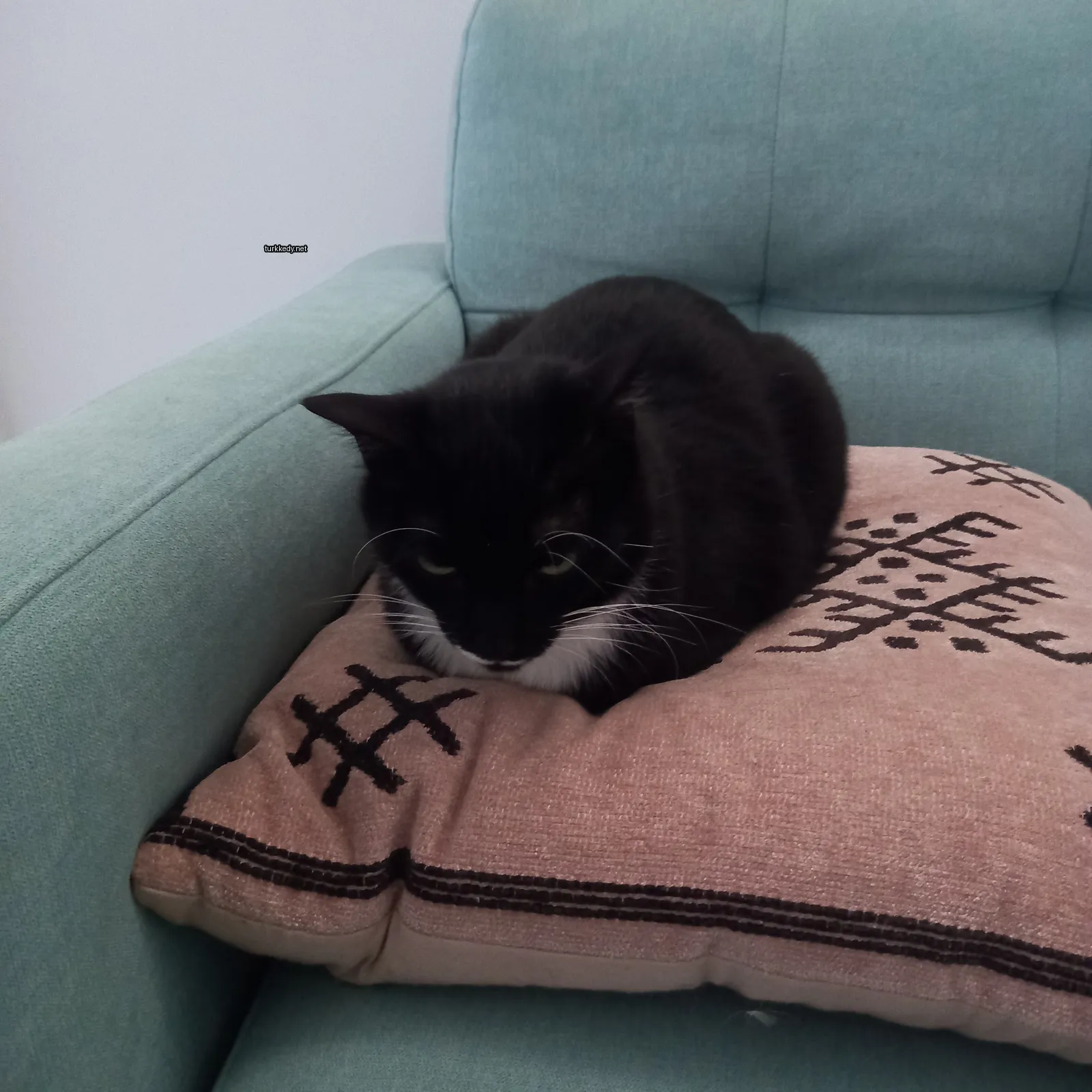 Kedi #3524
