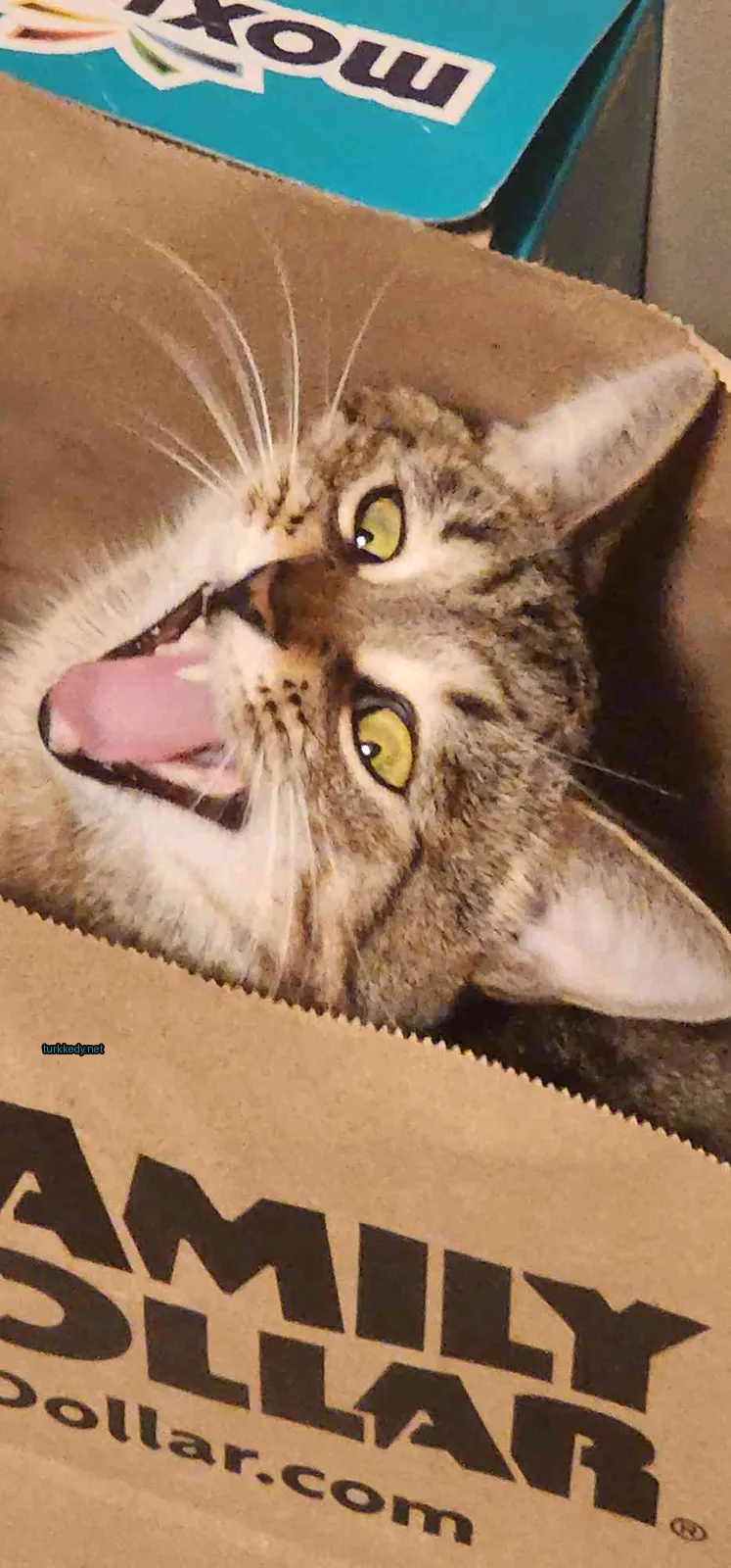 Kedi #3525