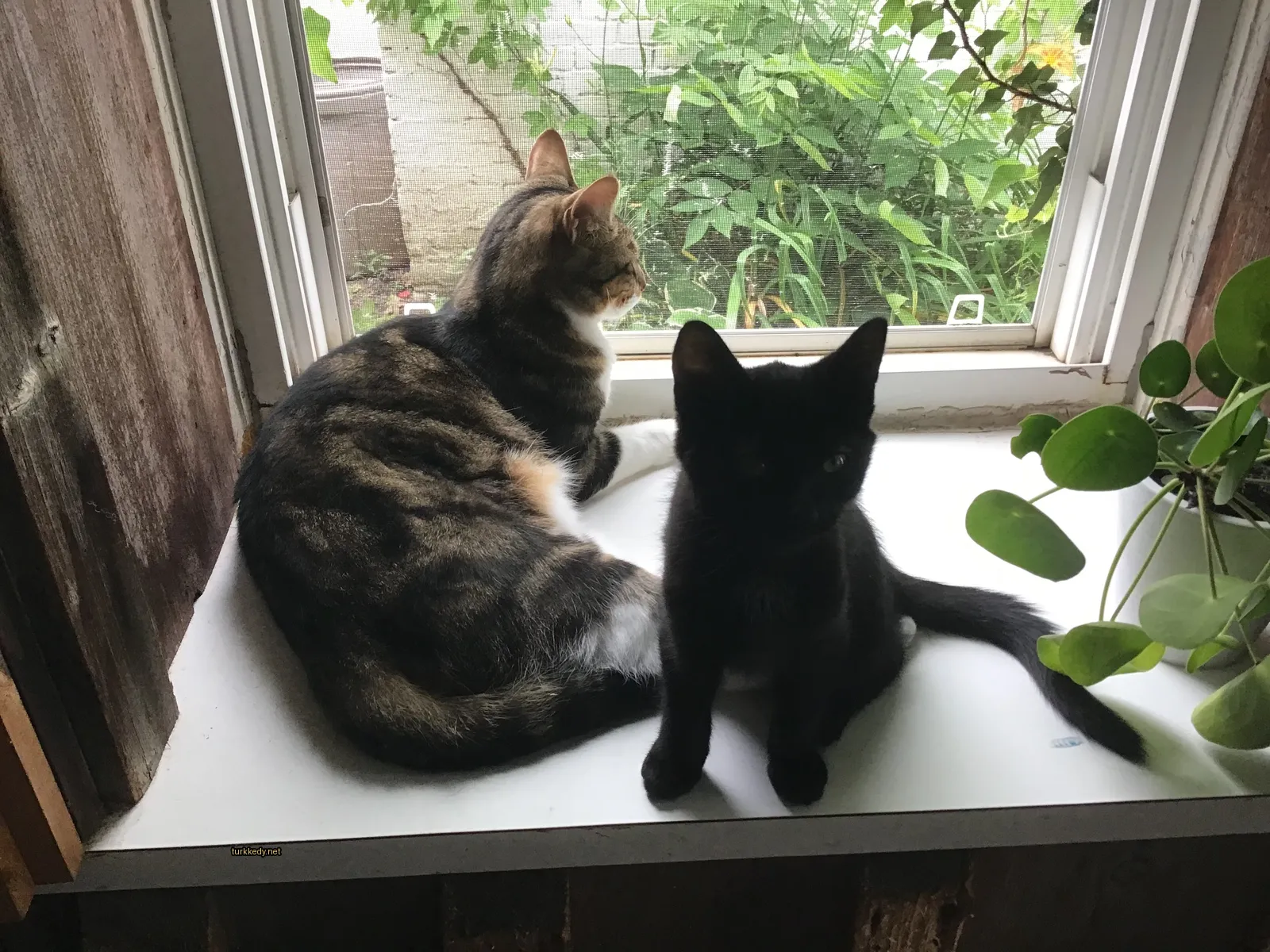 Kedi #3526