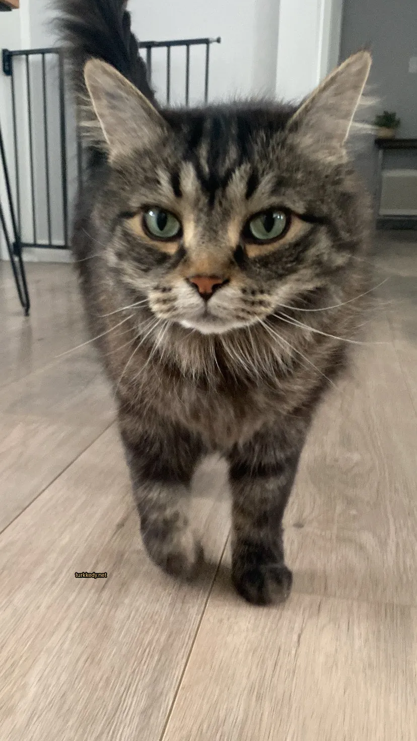 Kedi #3527