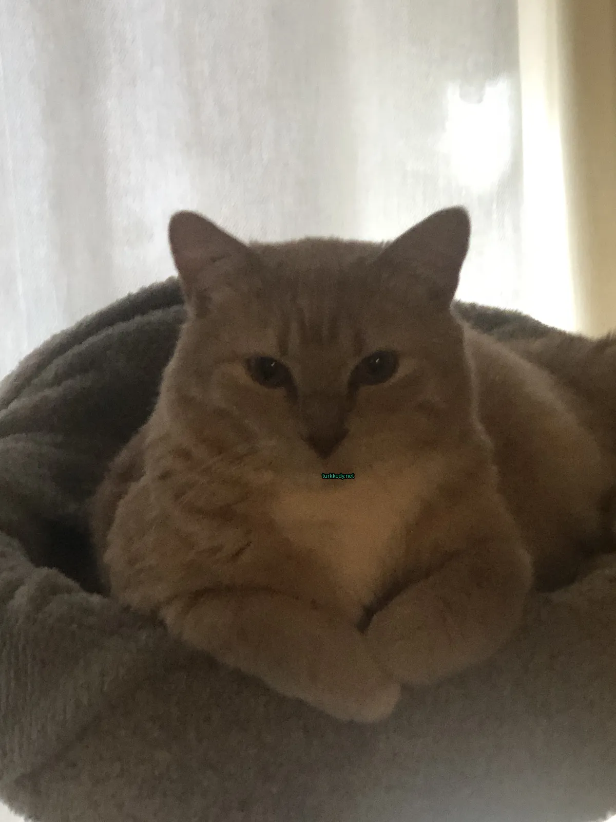 Kedi #3528