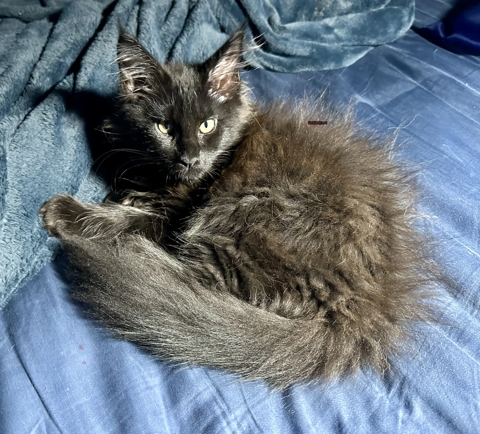 Kedi #3529