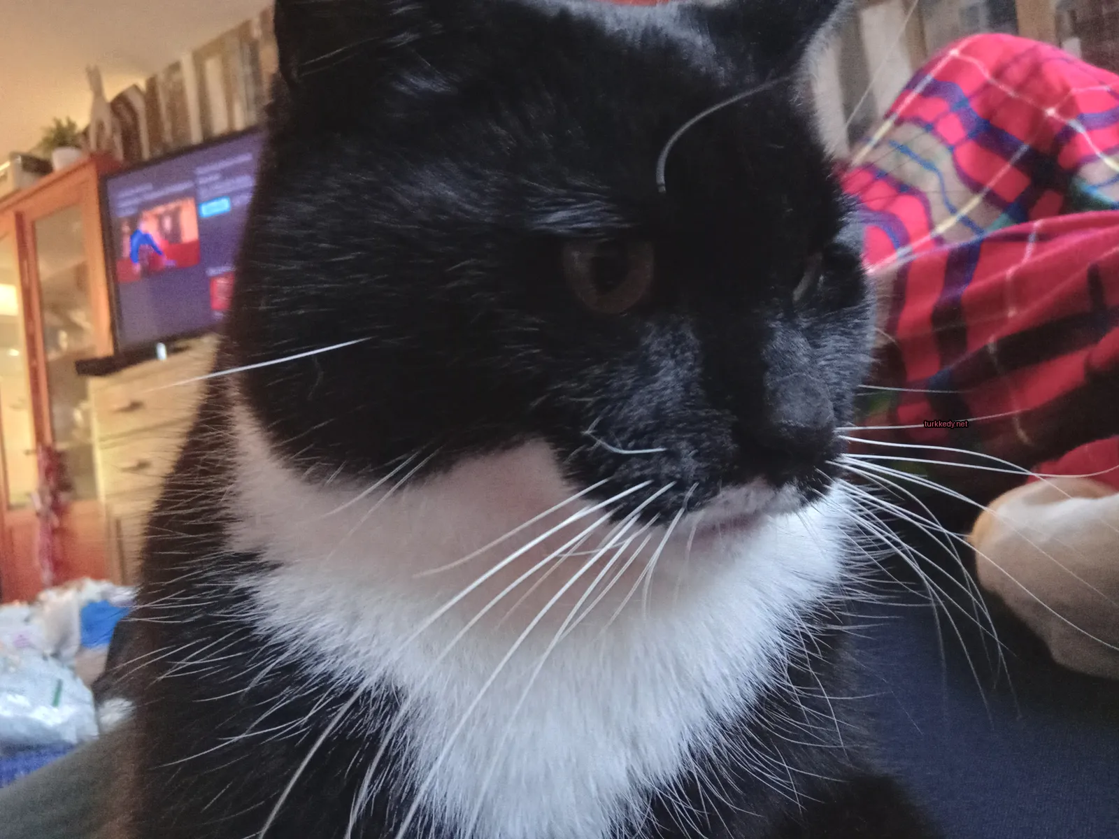 Kedi #3531