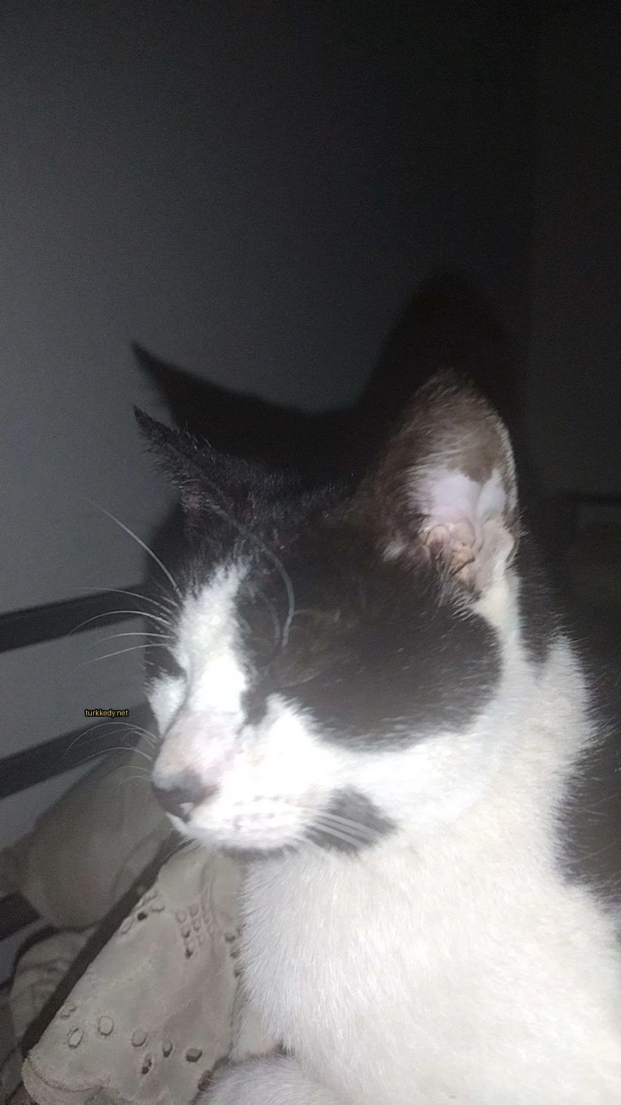 Kedi fotoğrafı #3530