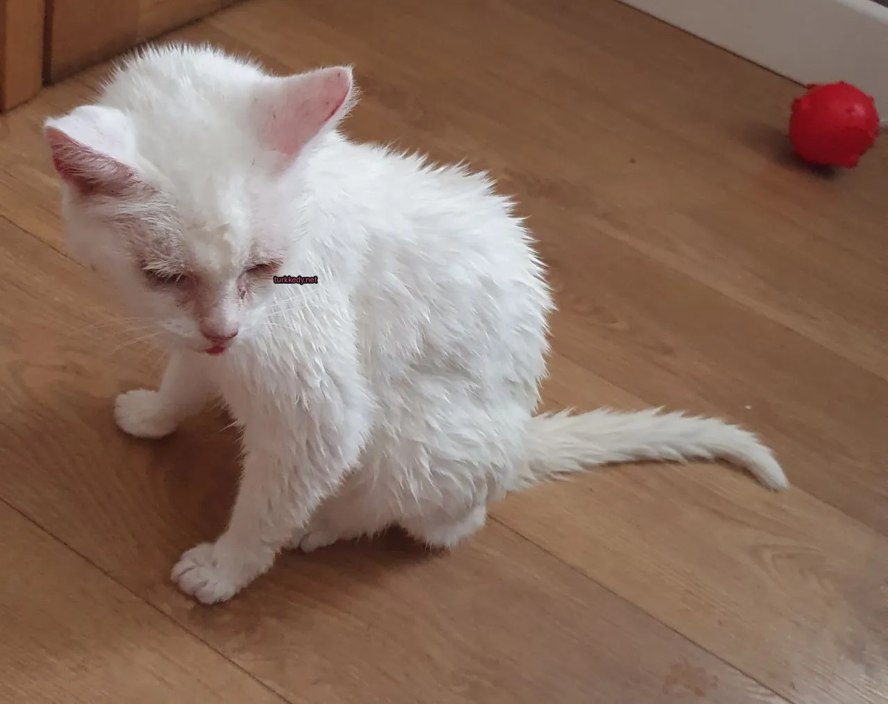 Kedi #3532