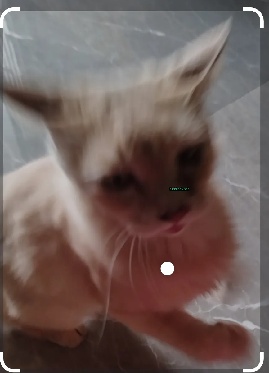 Kedi #3534