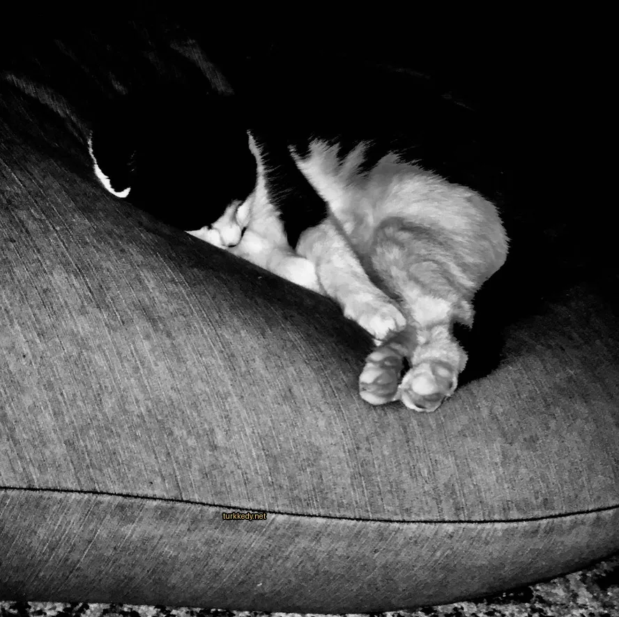Kedi #3536