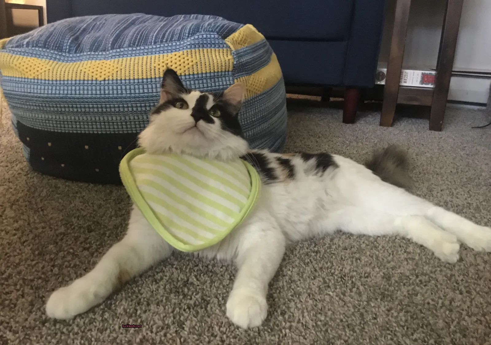 Kedi #3535