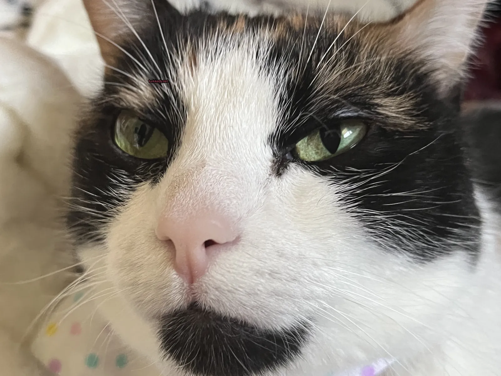 Kedi #3537