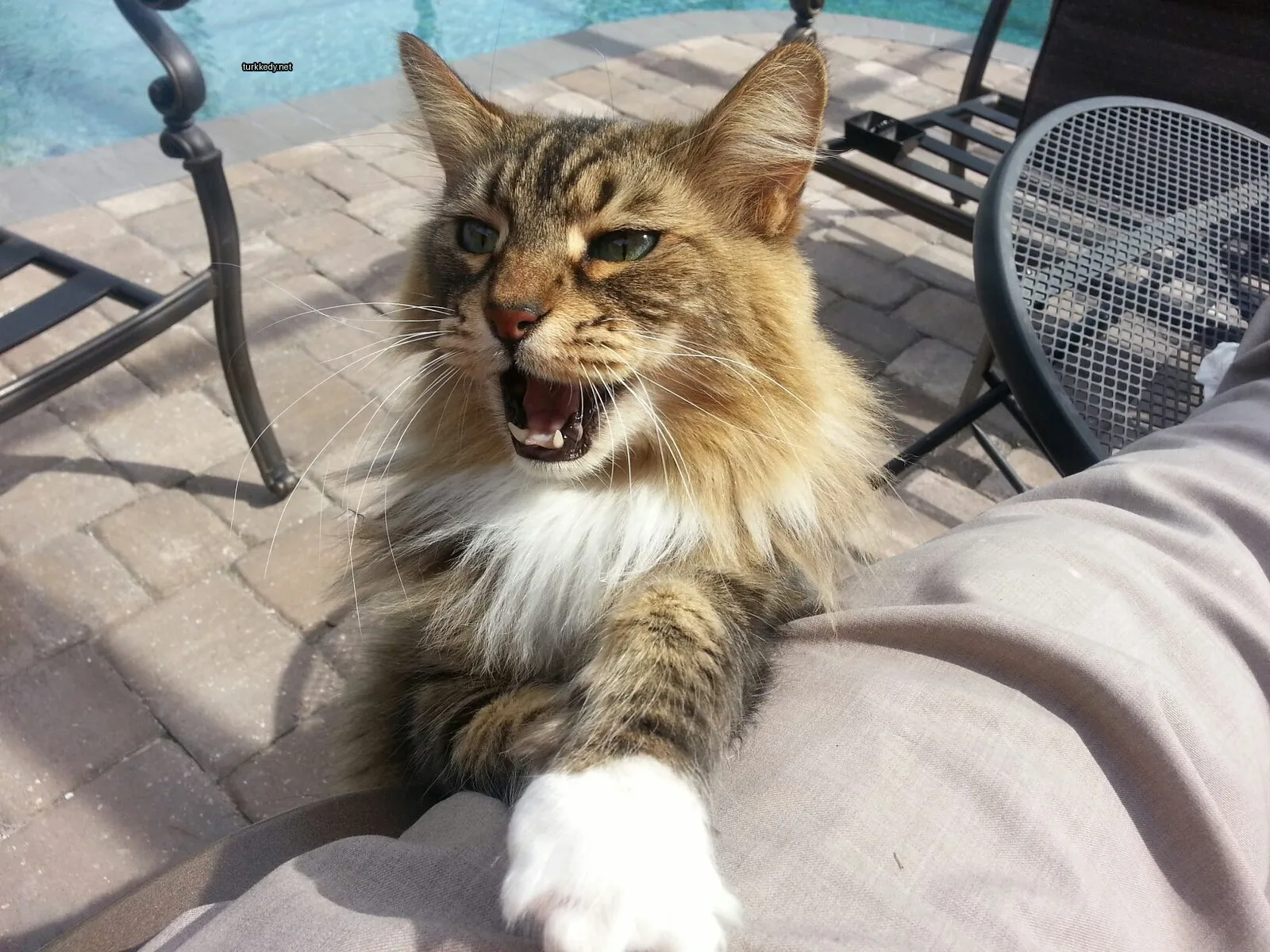 Kedi #3539