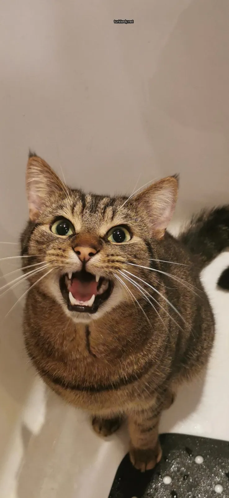 Kedi #3538