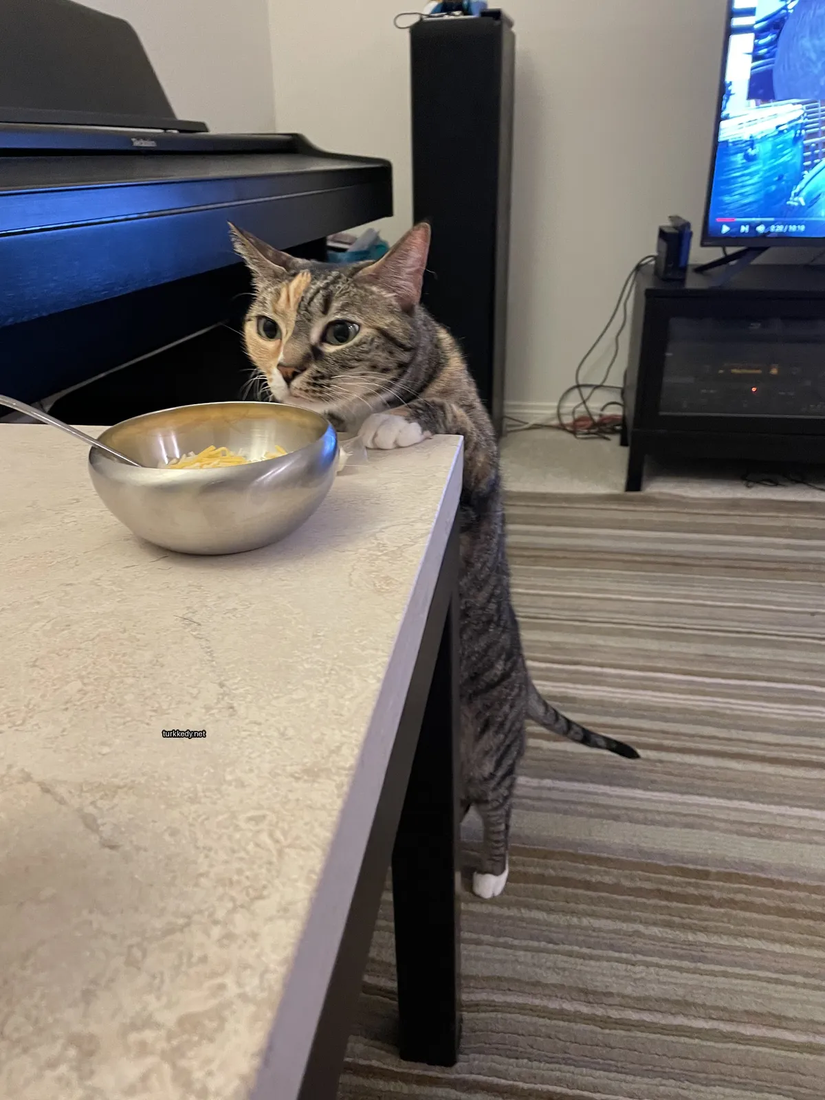 Kedi #3540