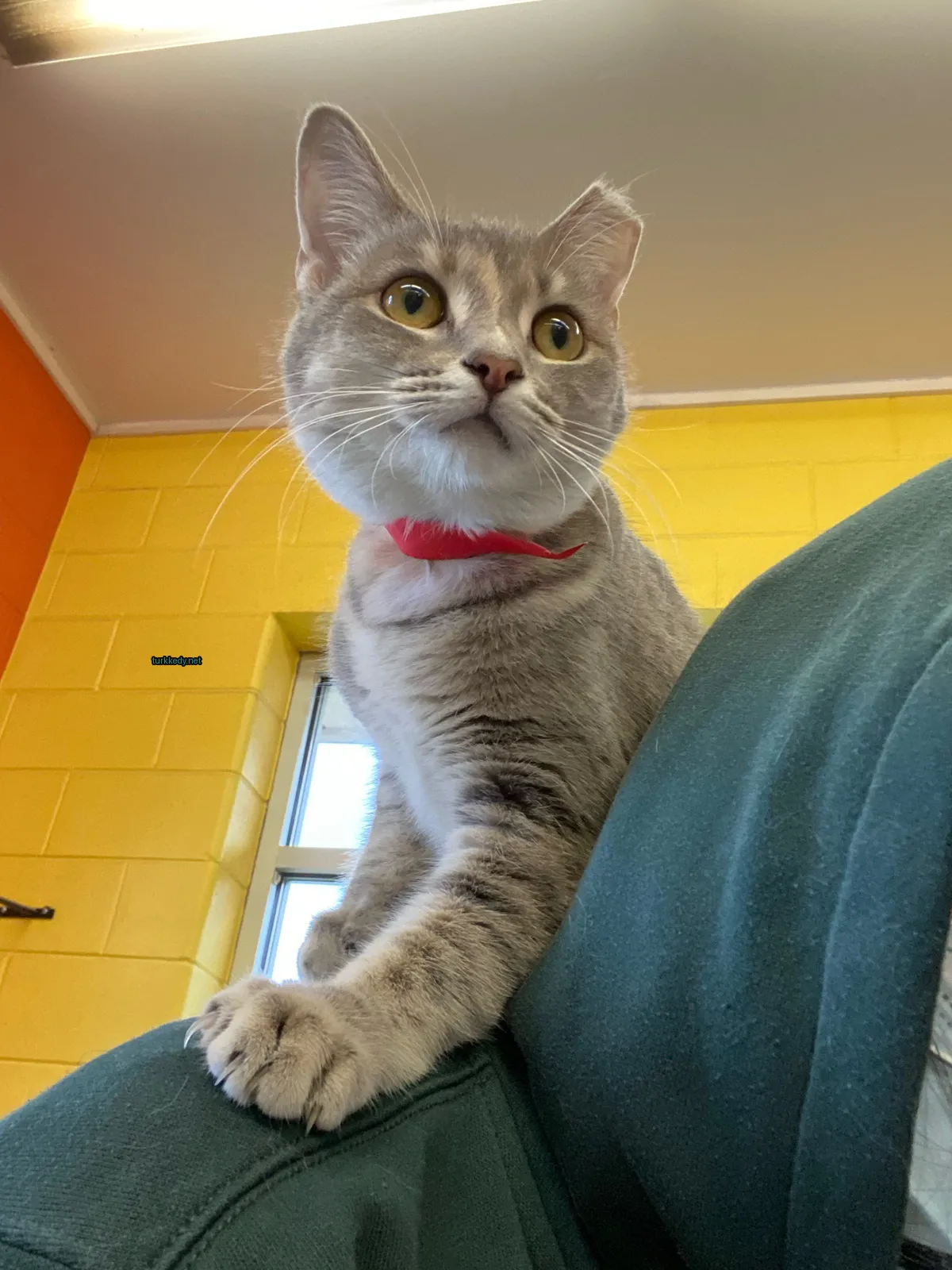 Kedi #3541