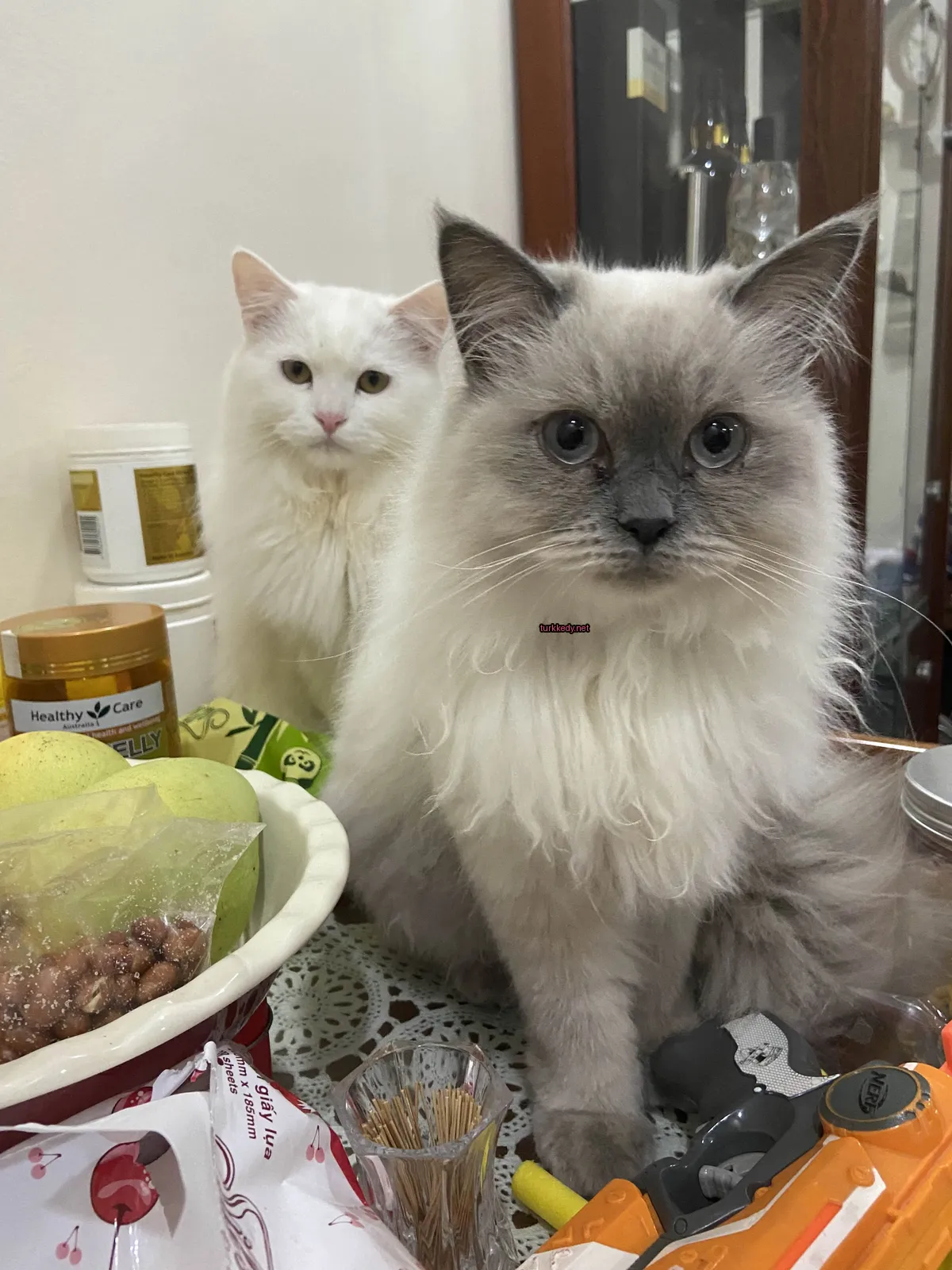 Kedi #3543