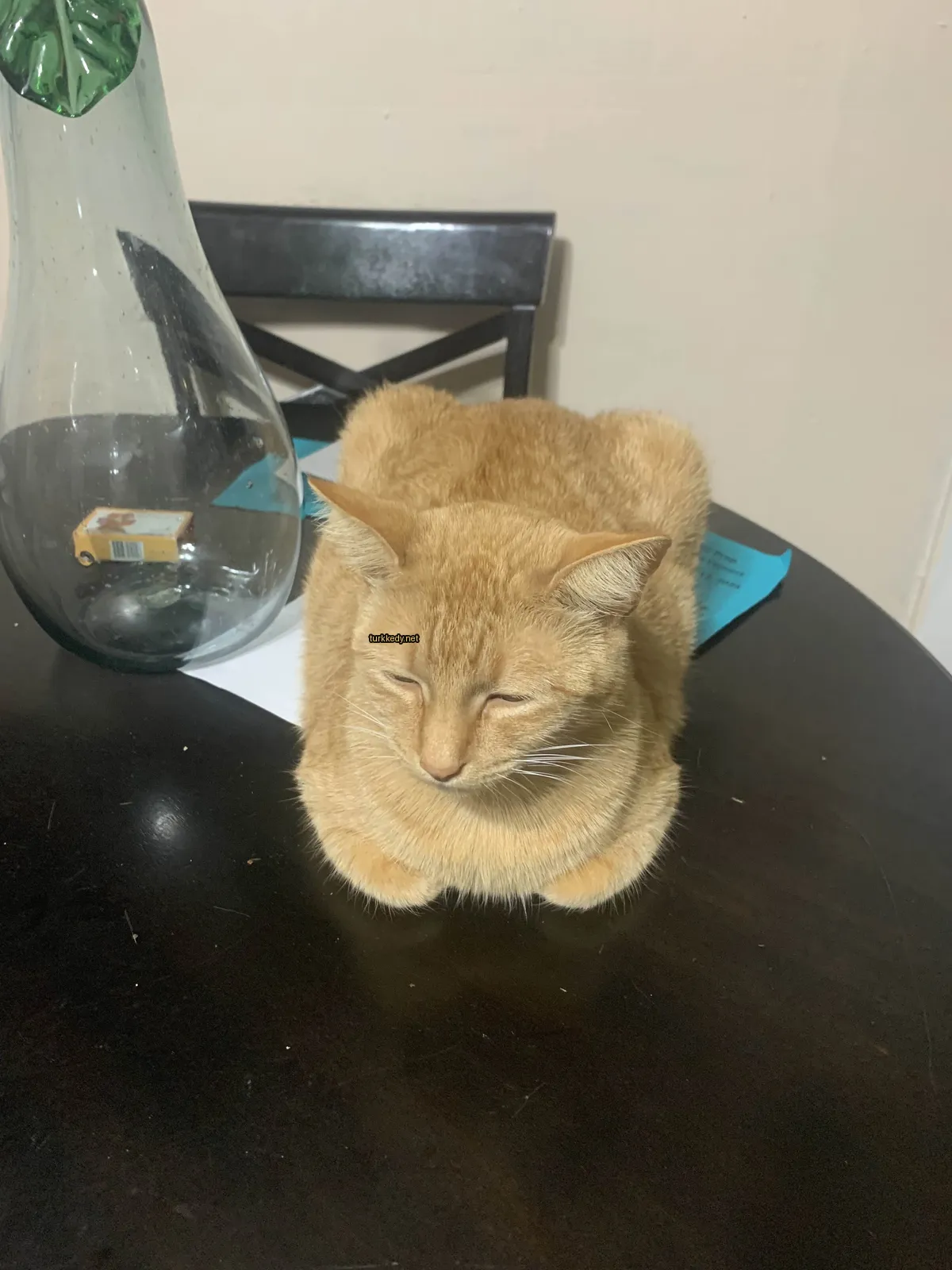 Kedi #3542