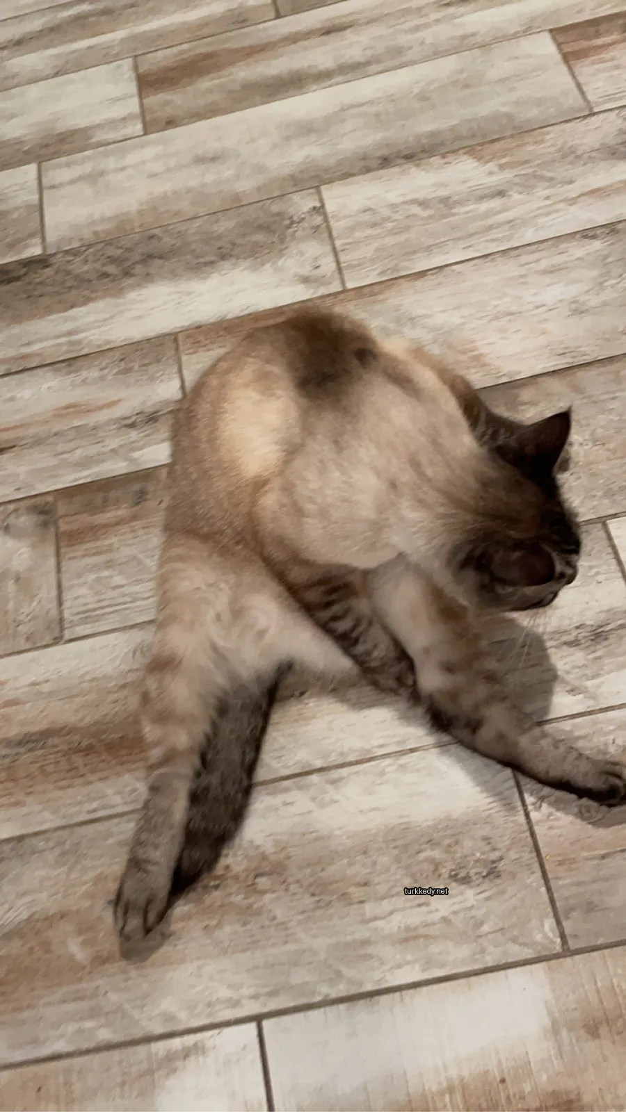 Kedi #3544