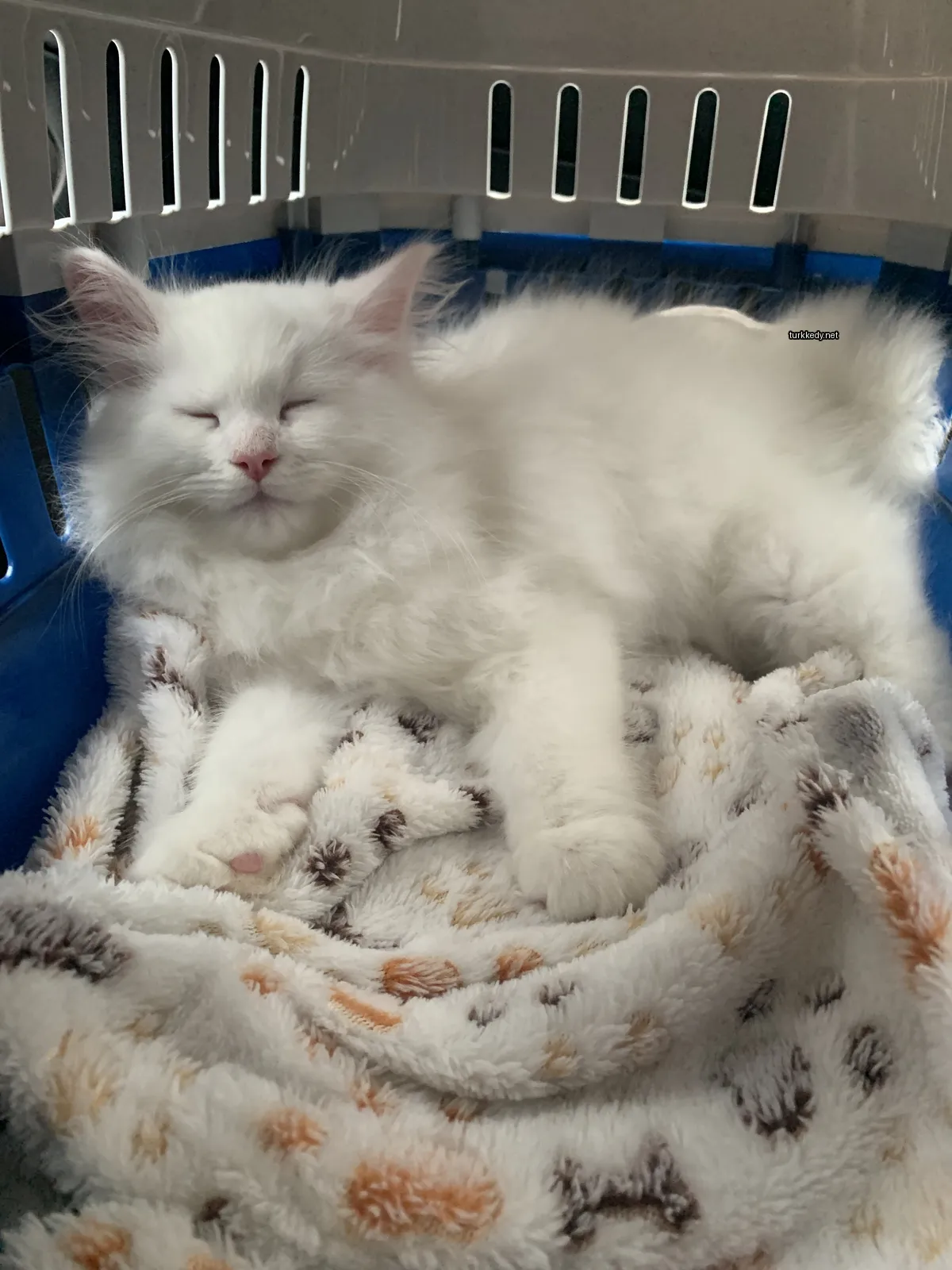 Kedi #3545