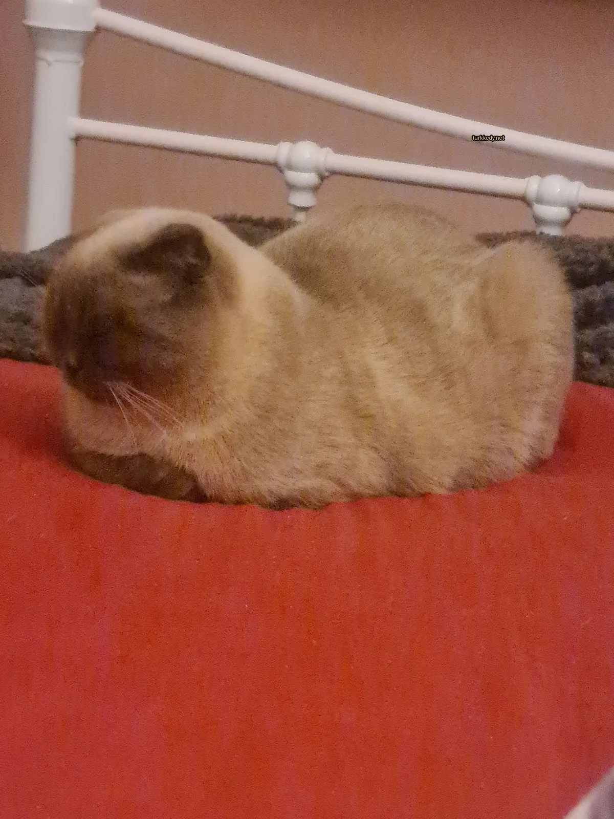 Kedi #3546