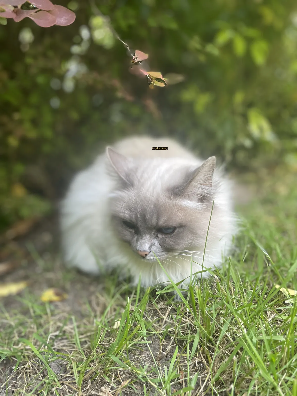 Kedi #3547