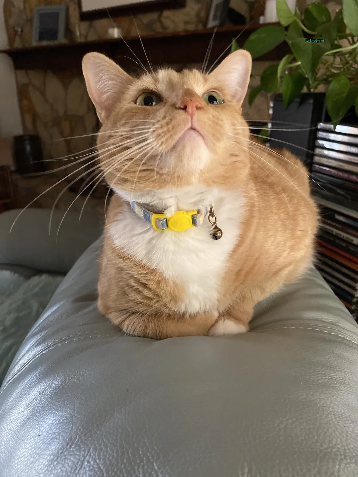 Kedi #3549