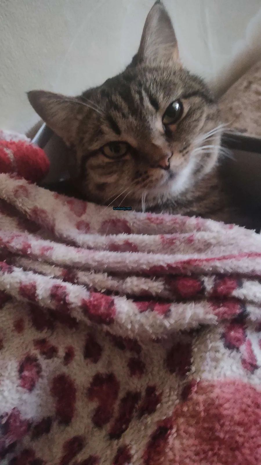 Kedi #3548