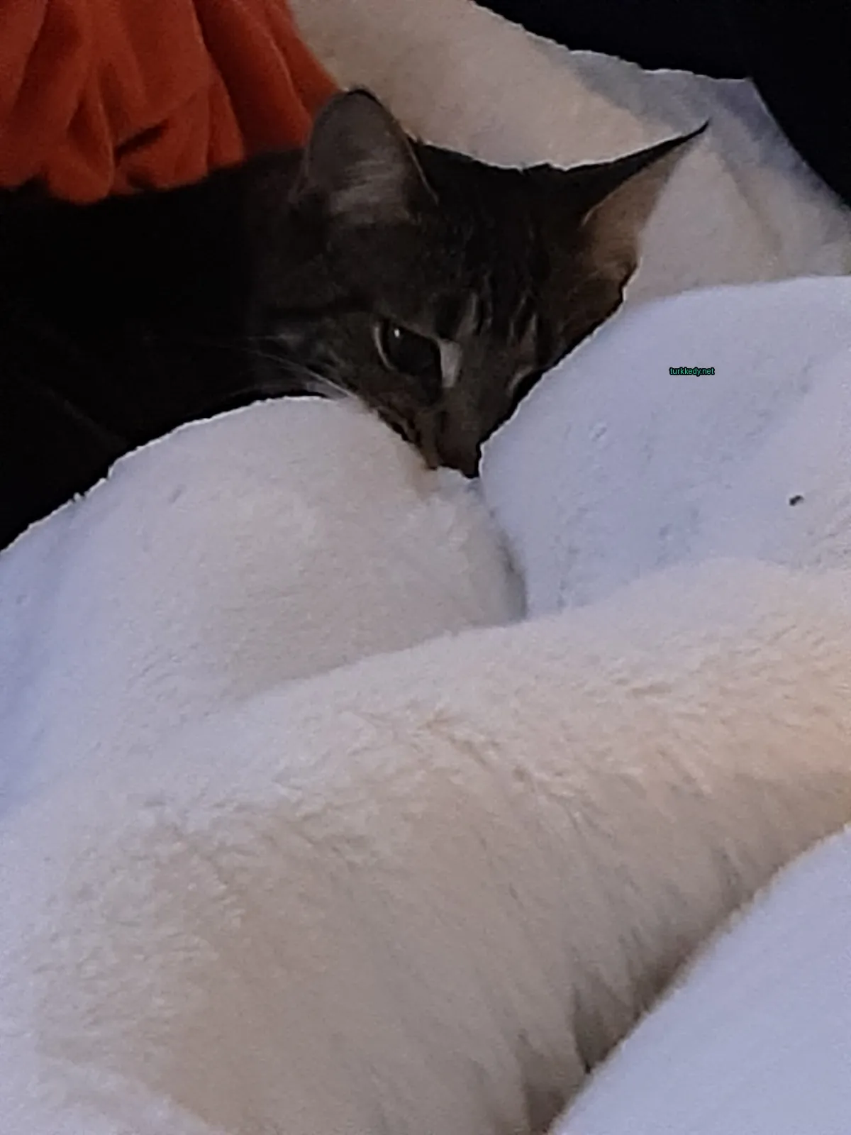 Kedi #3551