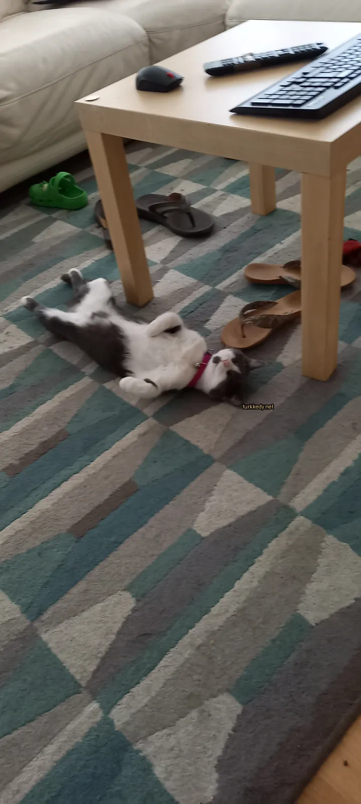 Kedi #3550