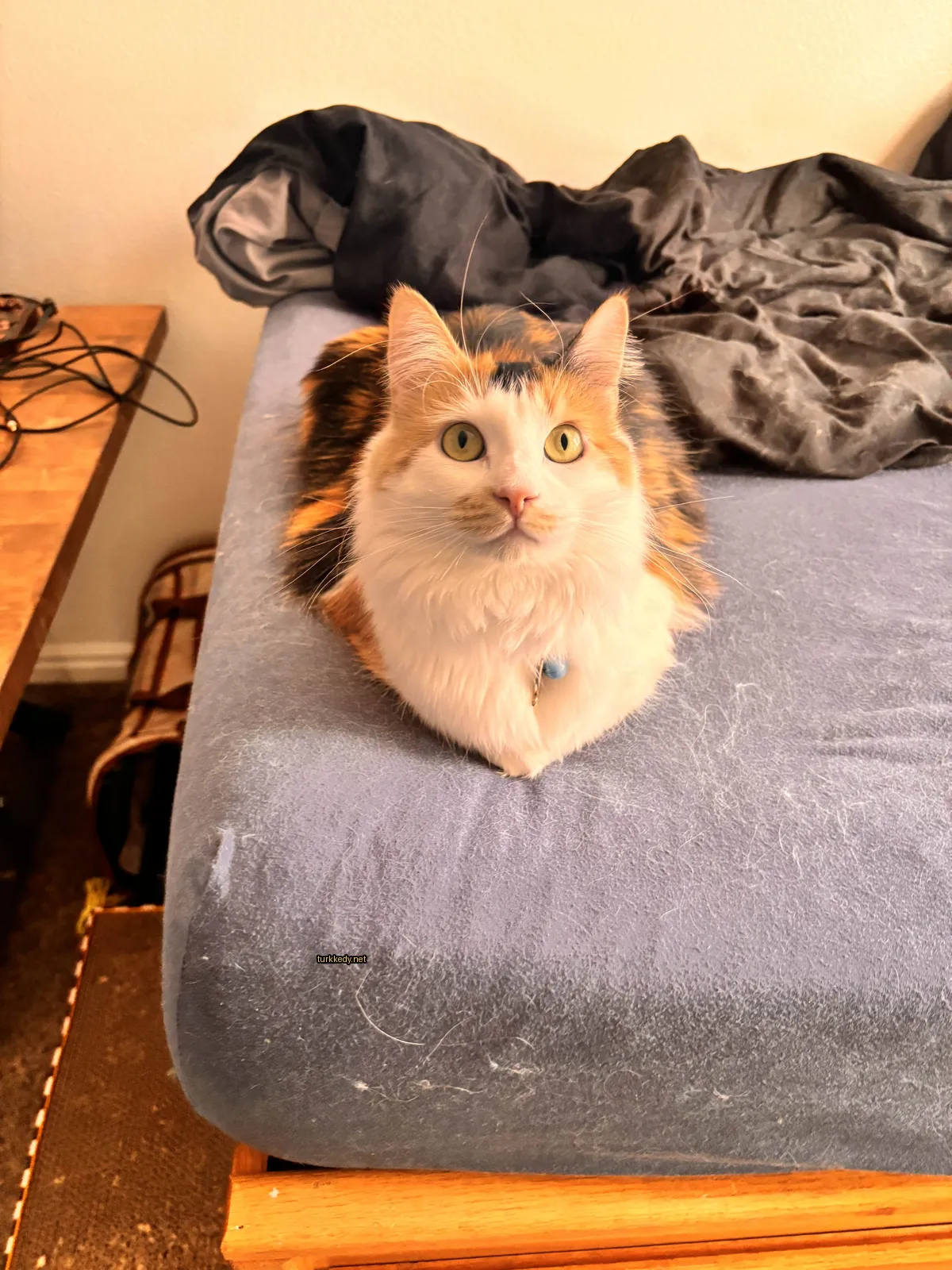 Kedi #3552