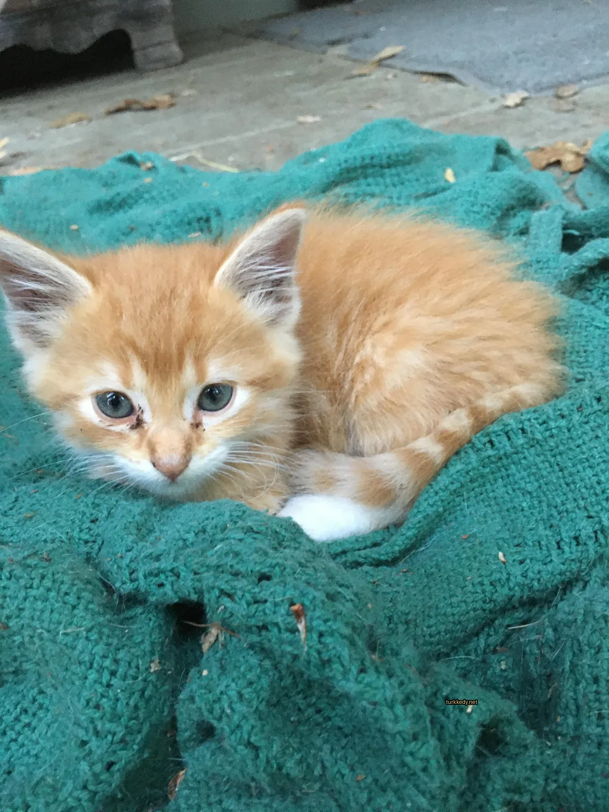 Kedi #3555