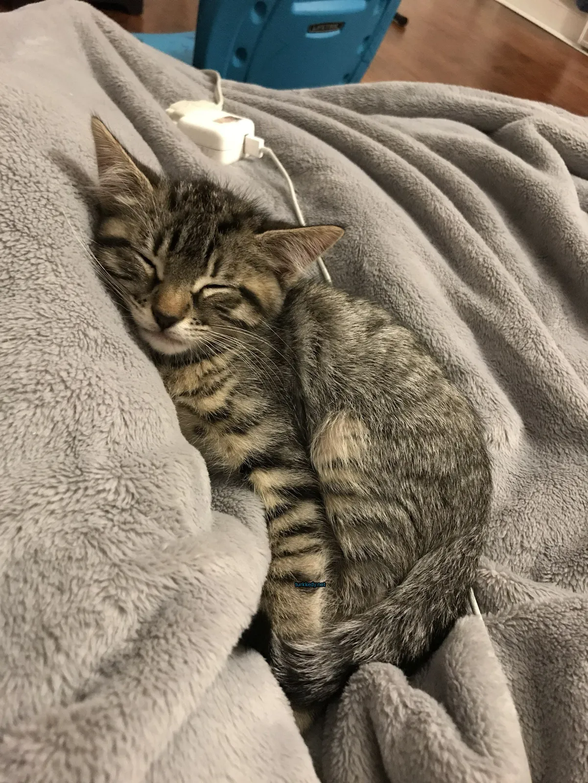 Kedi #3553