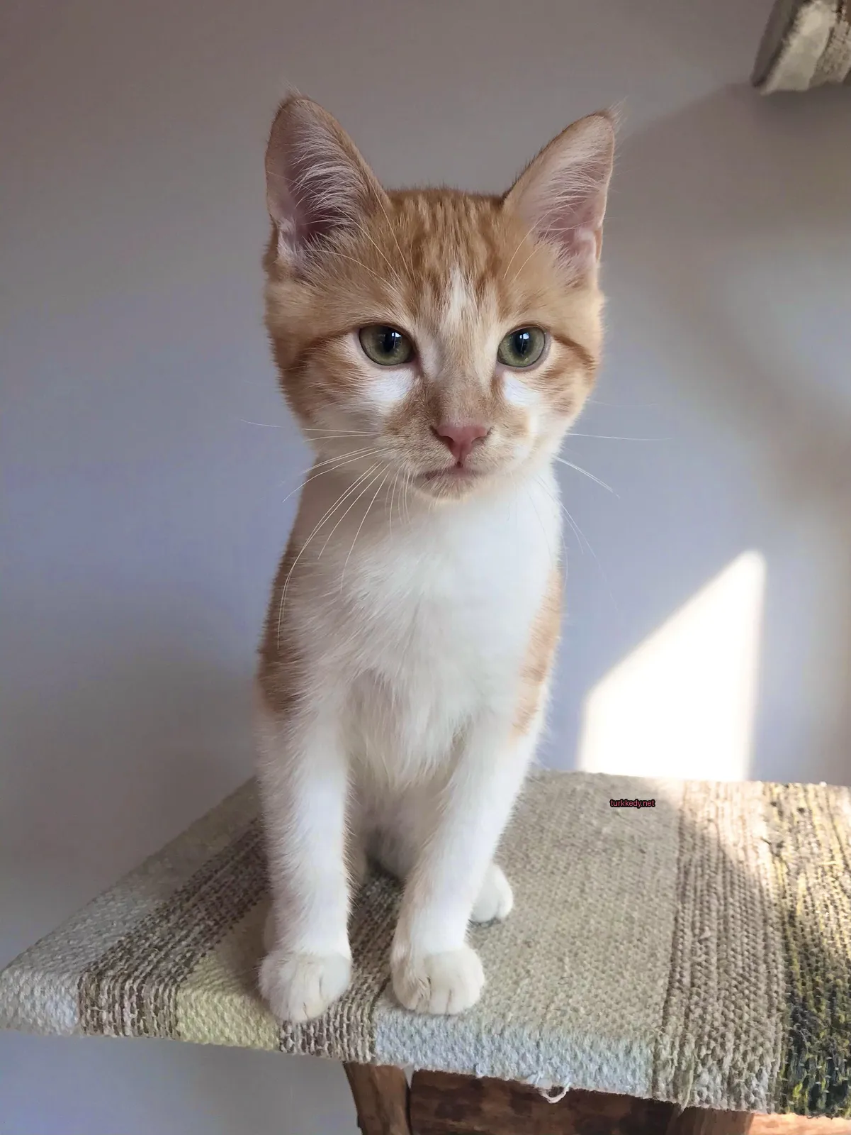 Kedi #3554