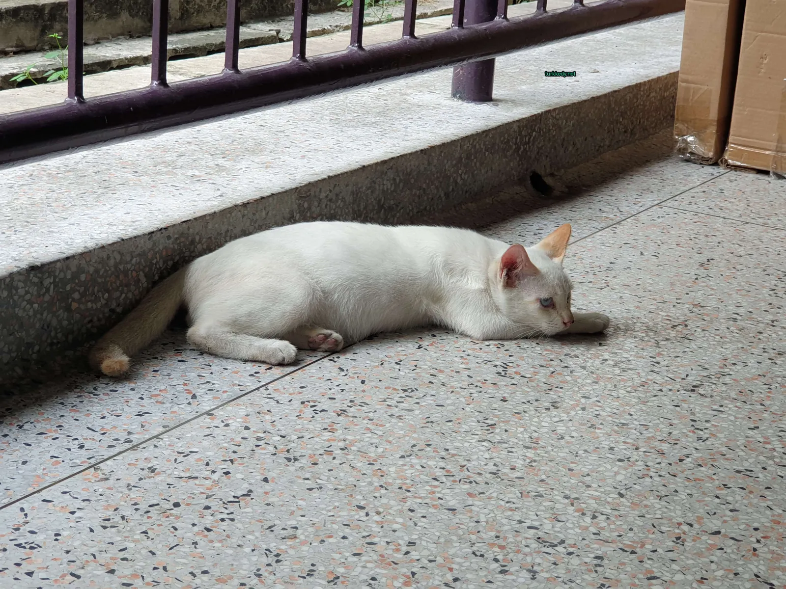 Kedi #3556