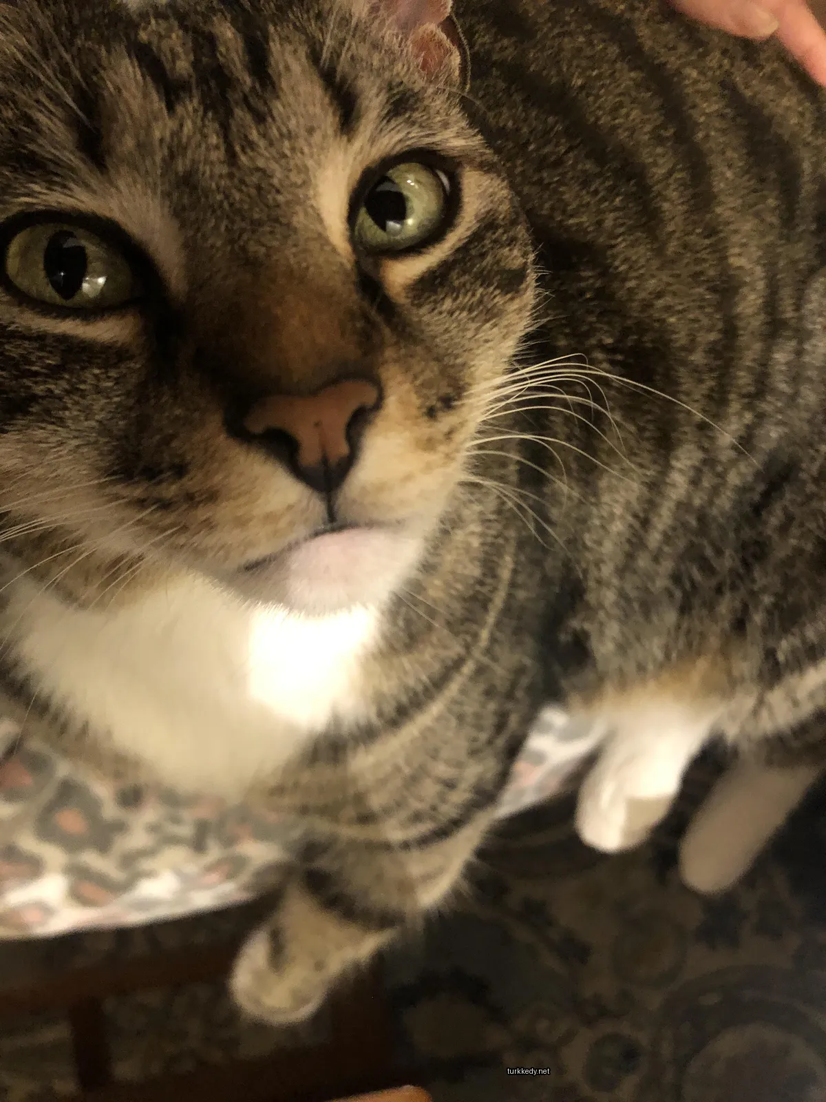 Kedi #3557