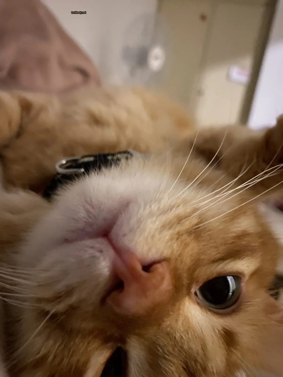 Kedi #3559