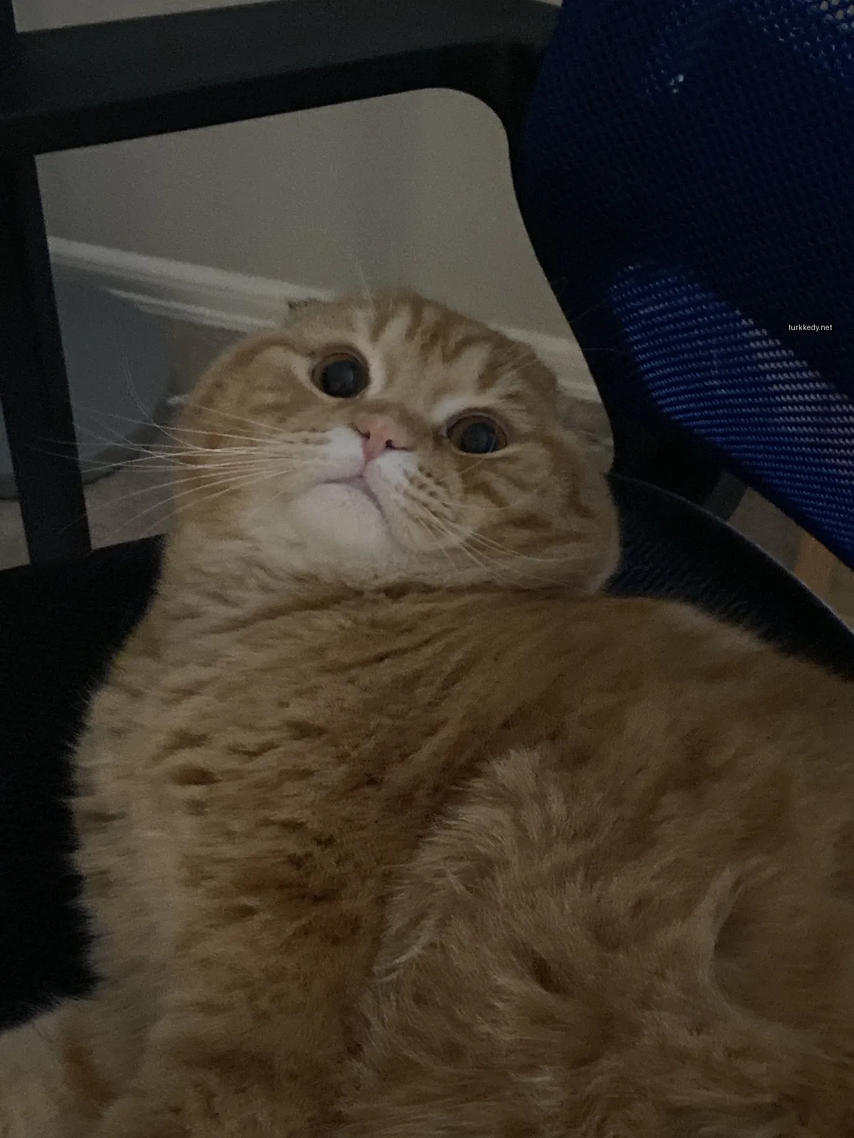 Kedi #3561