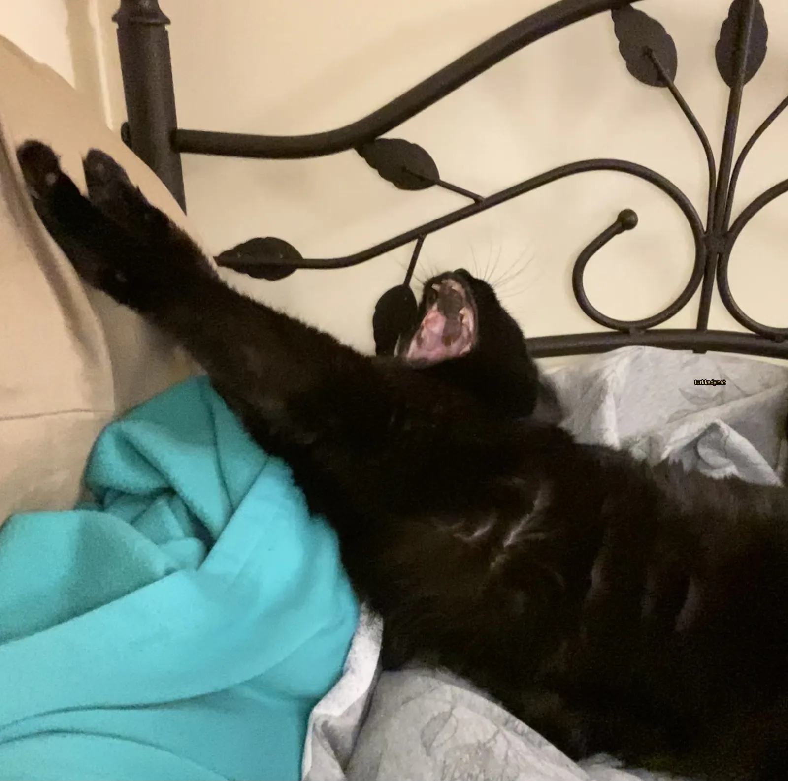 Kedi #3560