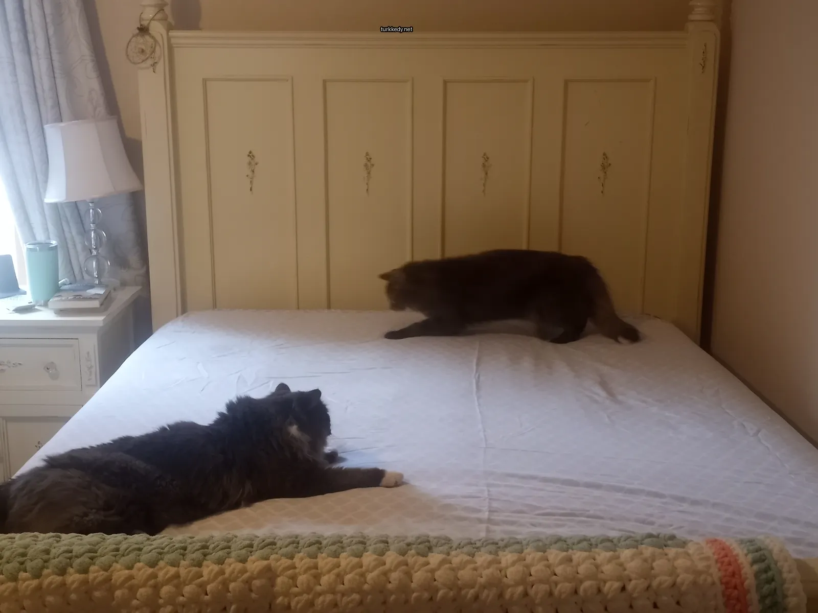 Kedi #3562