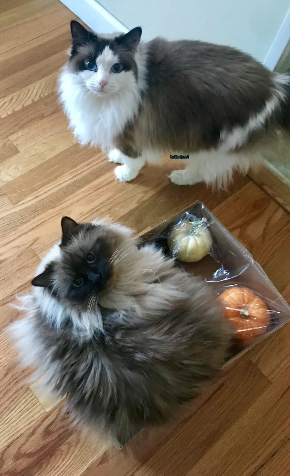 Kedi fotoğrafı #3563