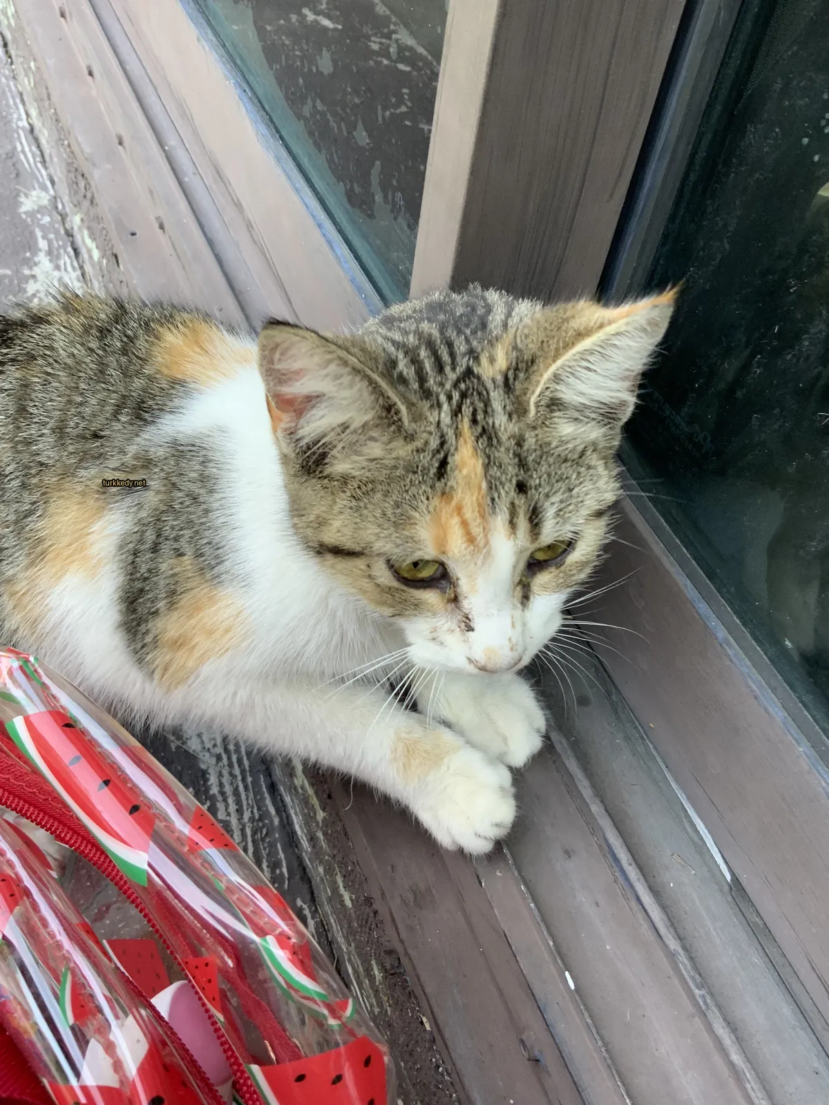 Kedi #3564