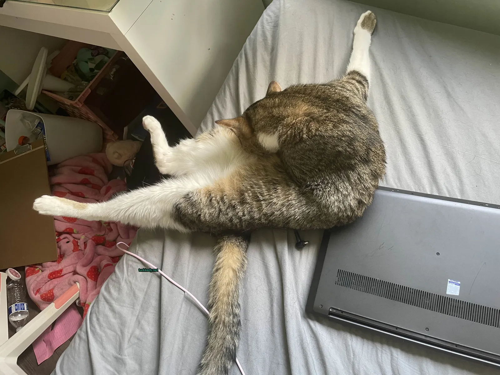 Kedi #3566