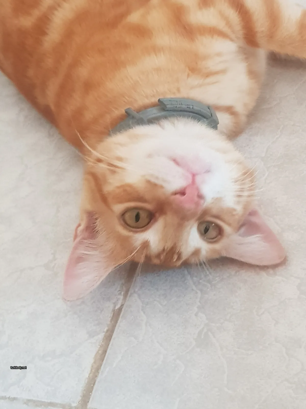 Kedi #3565