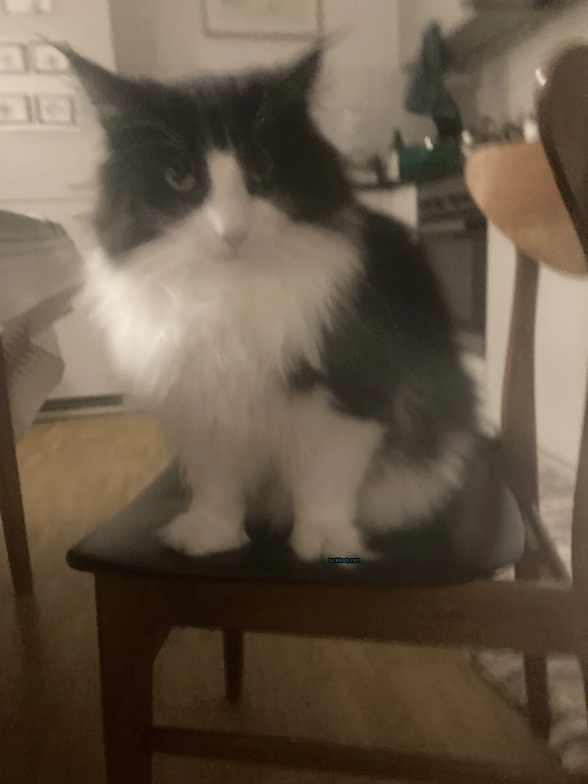 Kedi #3567