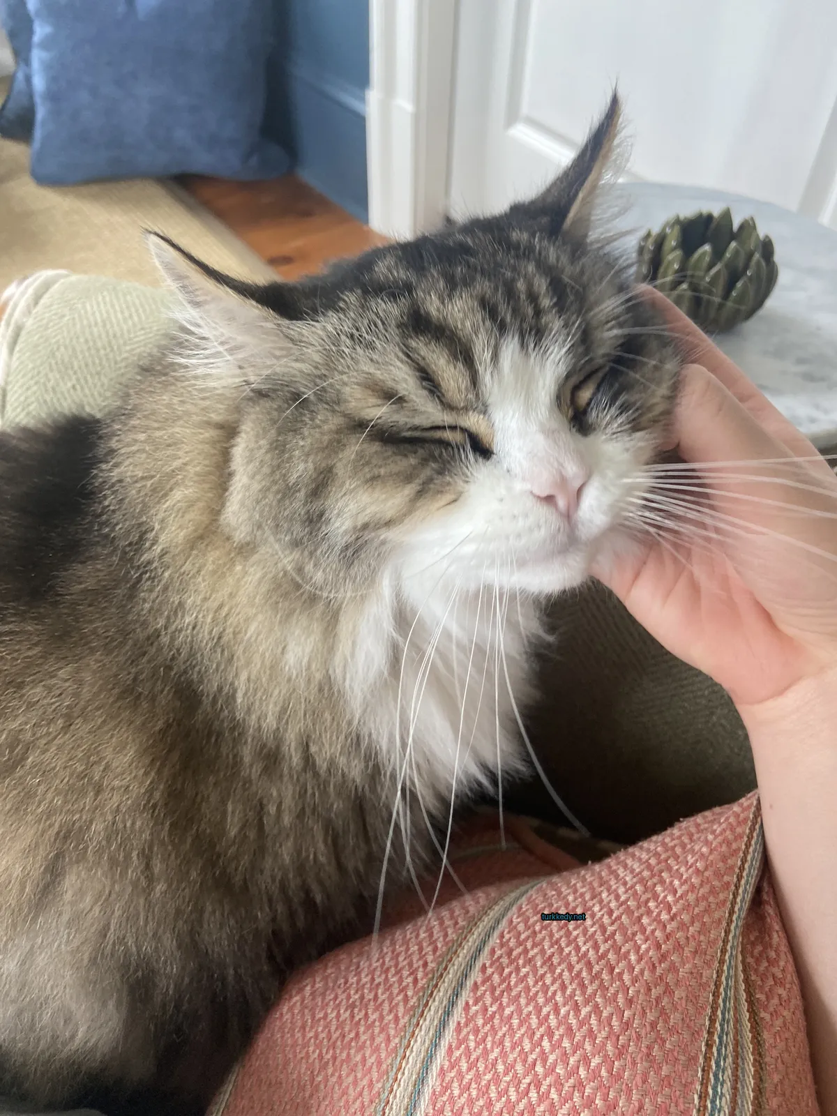 Kedi #3568