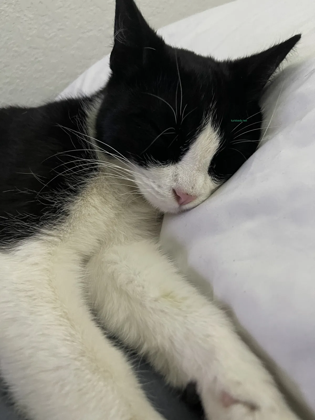 Kedi #3569