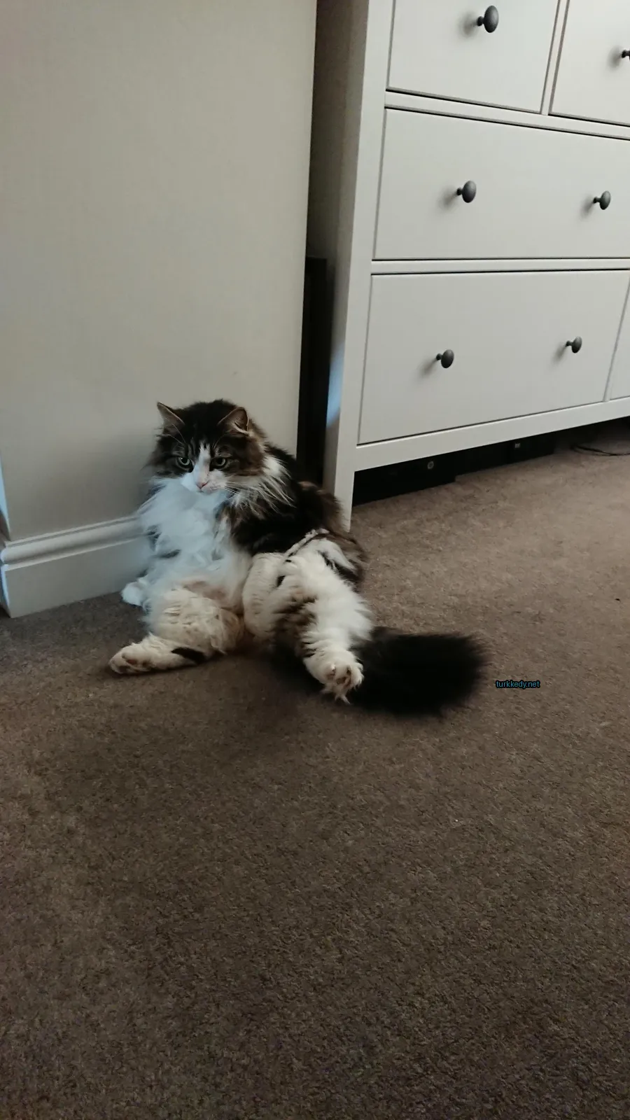 Kedi fotoğrafı #3571