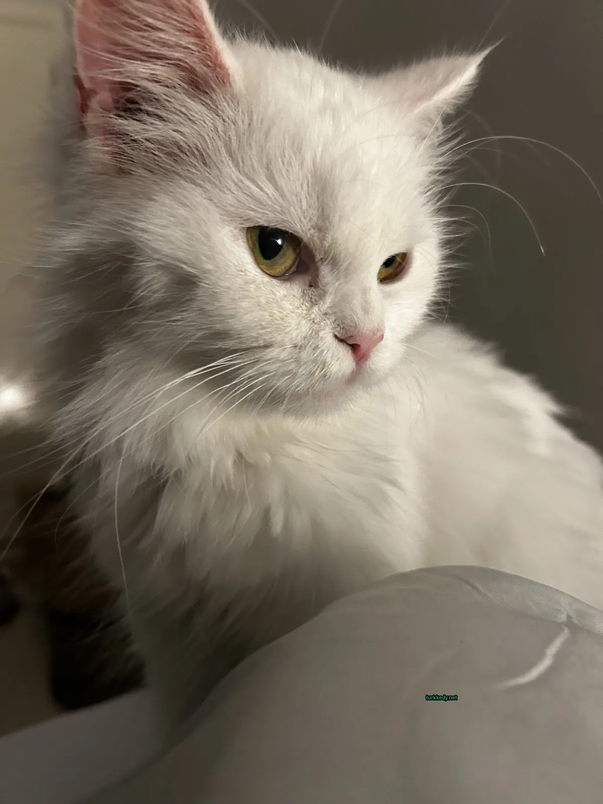 Kedi #3570