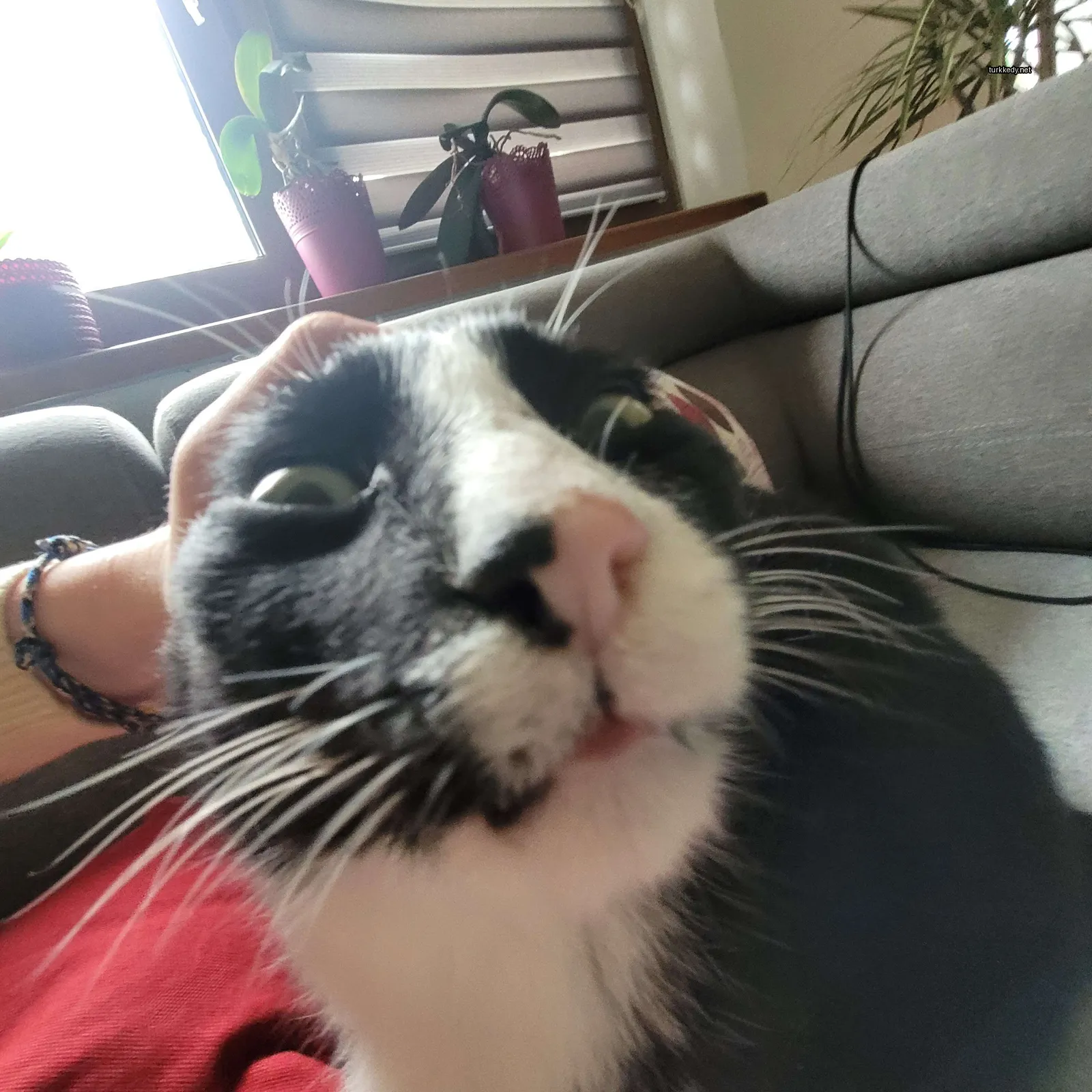 Kedi #3572