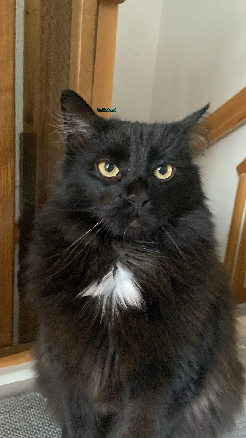 Kedi #3573