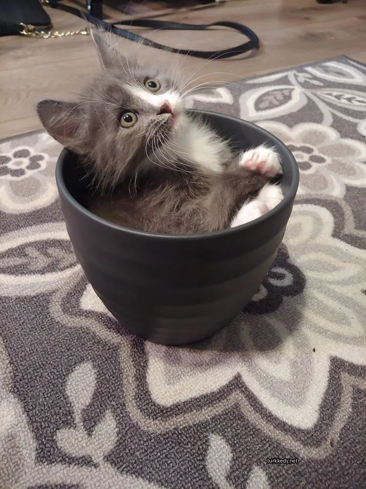 Kedi #3574