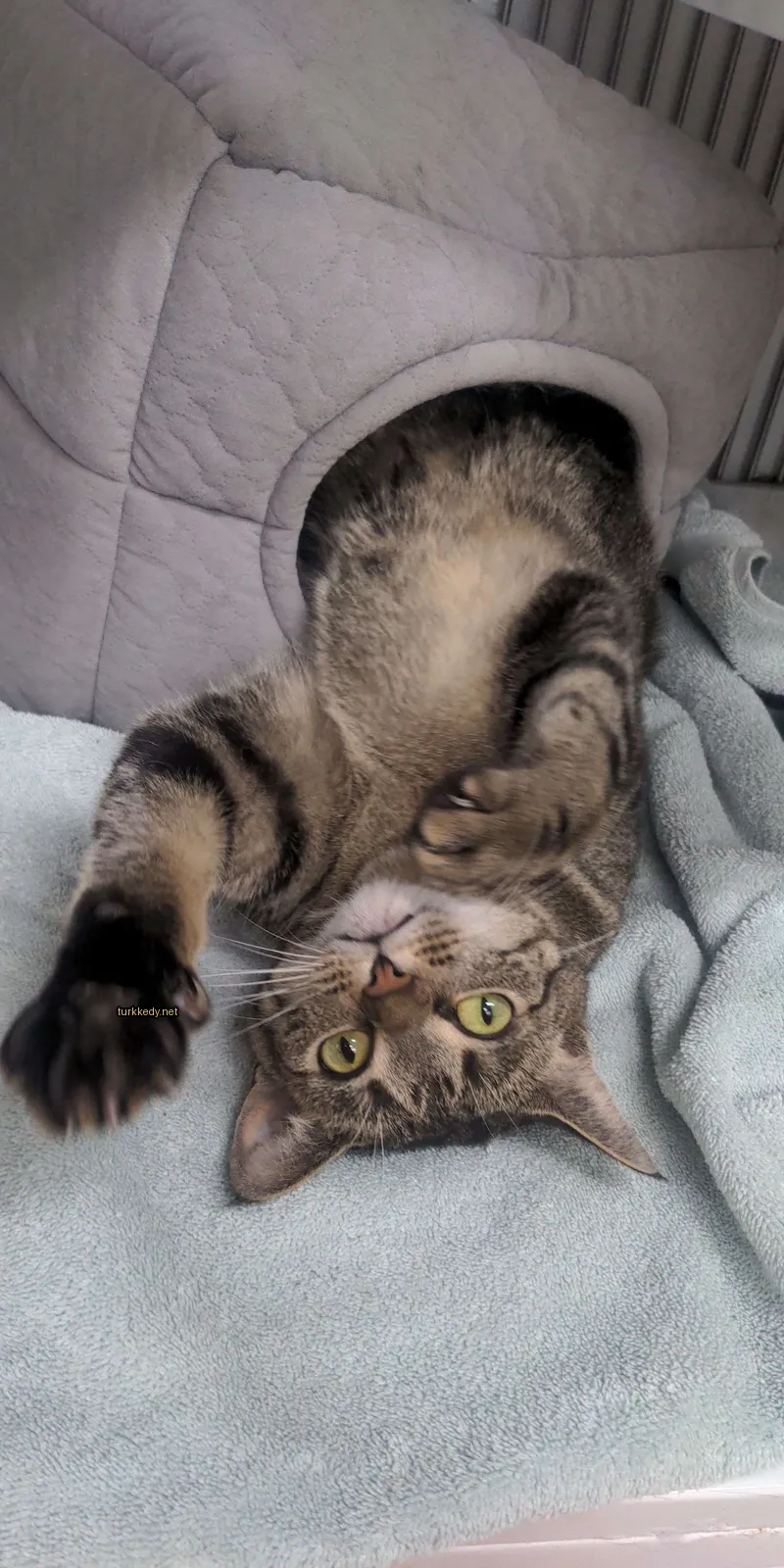 Kedi #3575